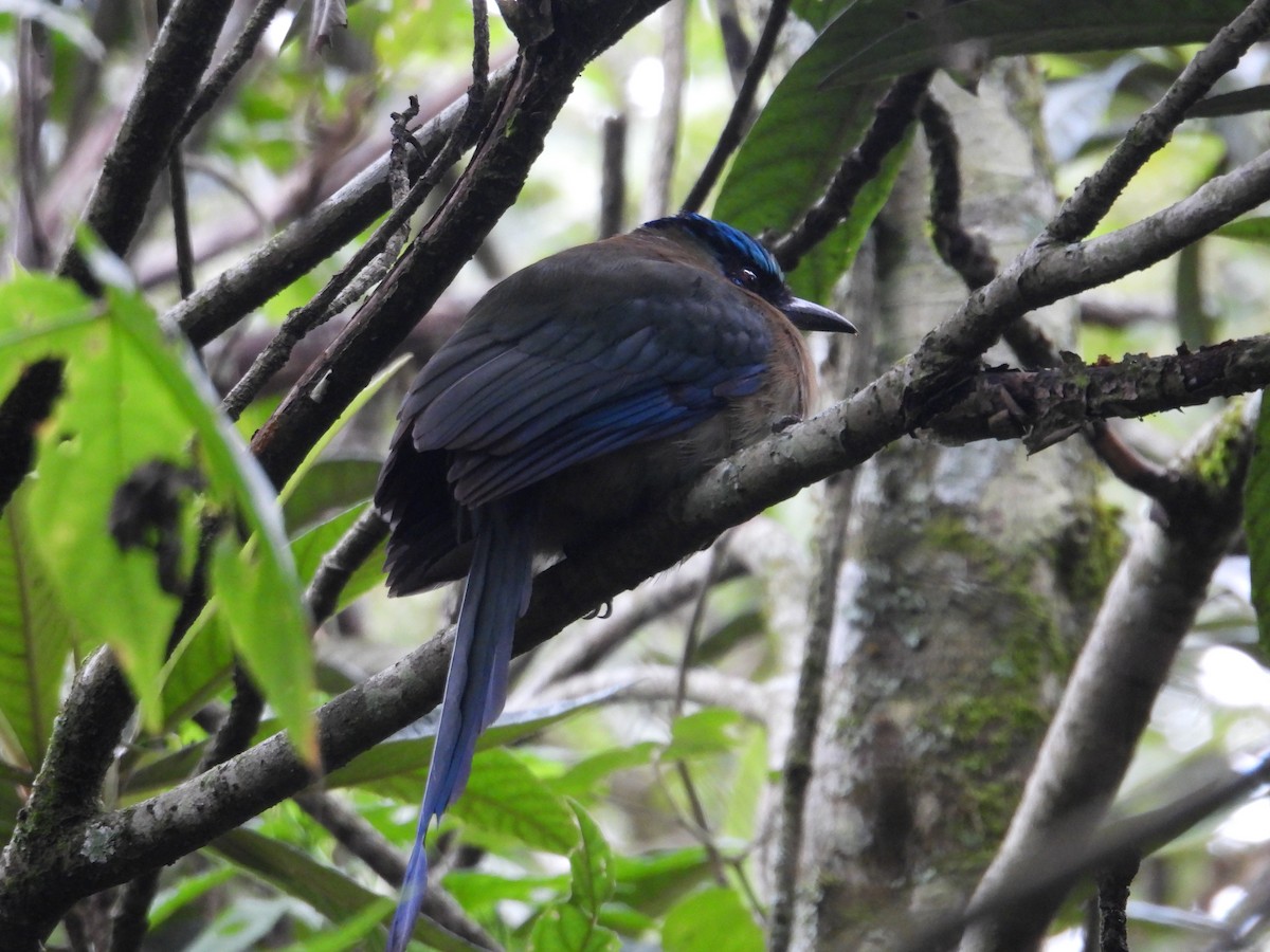 Blue-capped Motmot - ML627865112