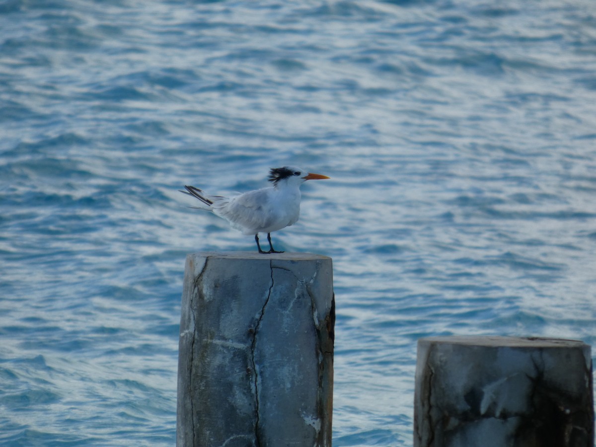 Royal Tern - ML627865189