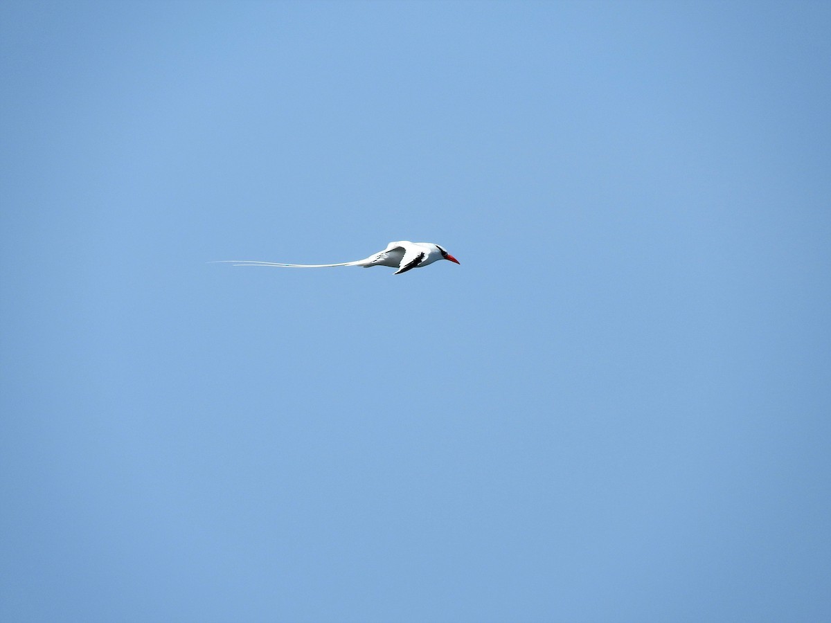 Red-billed Tropicbird - ML627865226