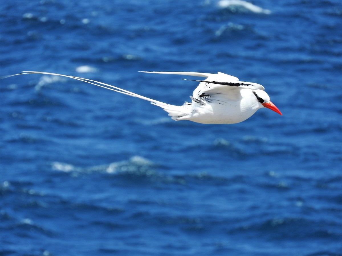 Red-billed Tropicbird - ML627865227