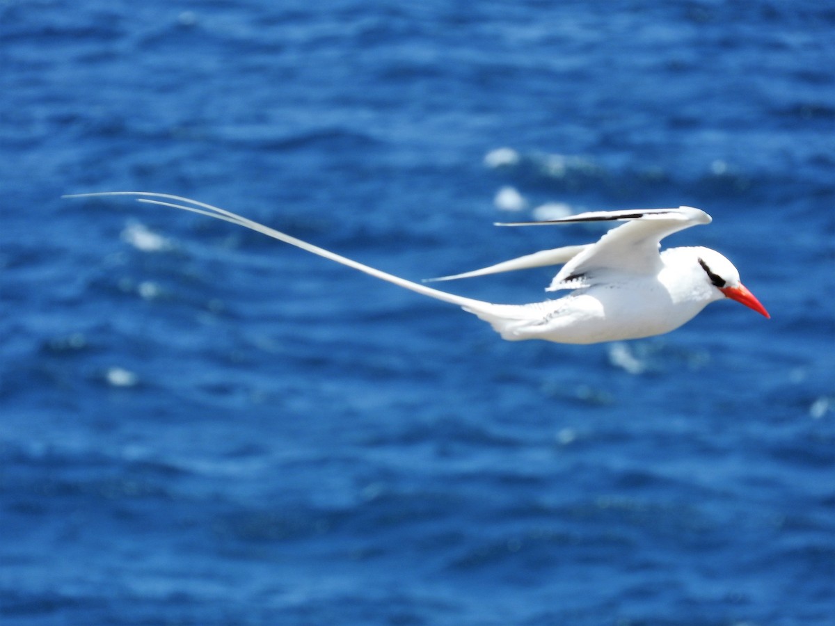 Red-billed Tropicbird - ML627865228