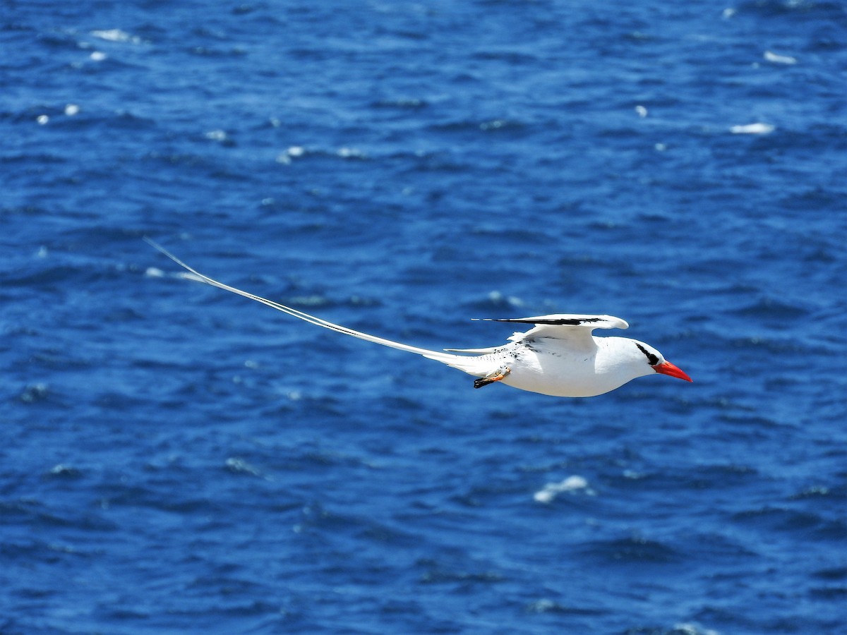 Red-billed Tropicbird - ML627865229