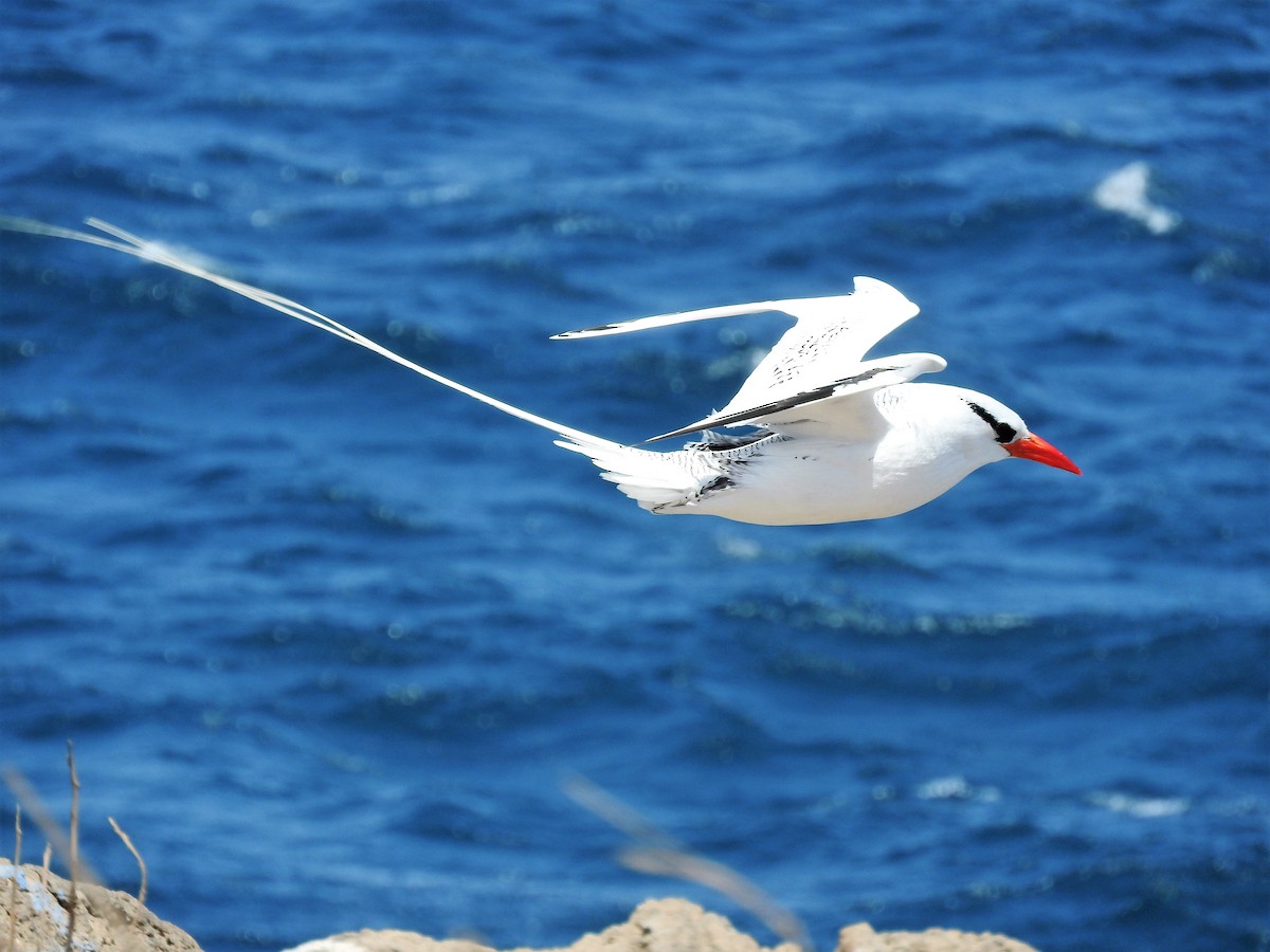 Red-billed Tropicbird - ML627865230