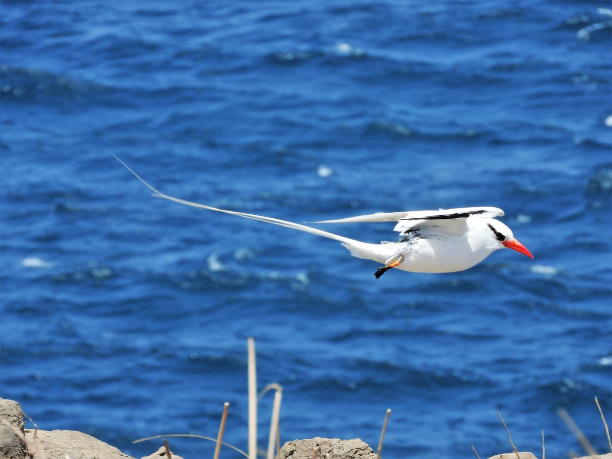 Red-billed Tropicbird - ML627865231