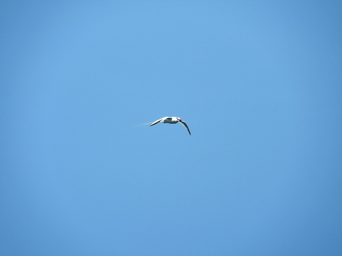 Red-billed Tropicbird - ML627865232