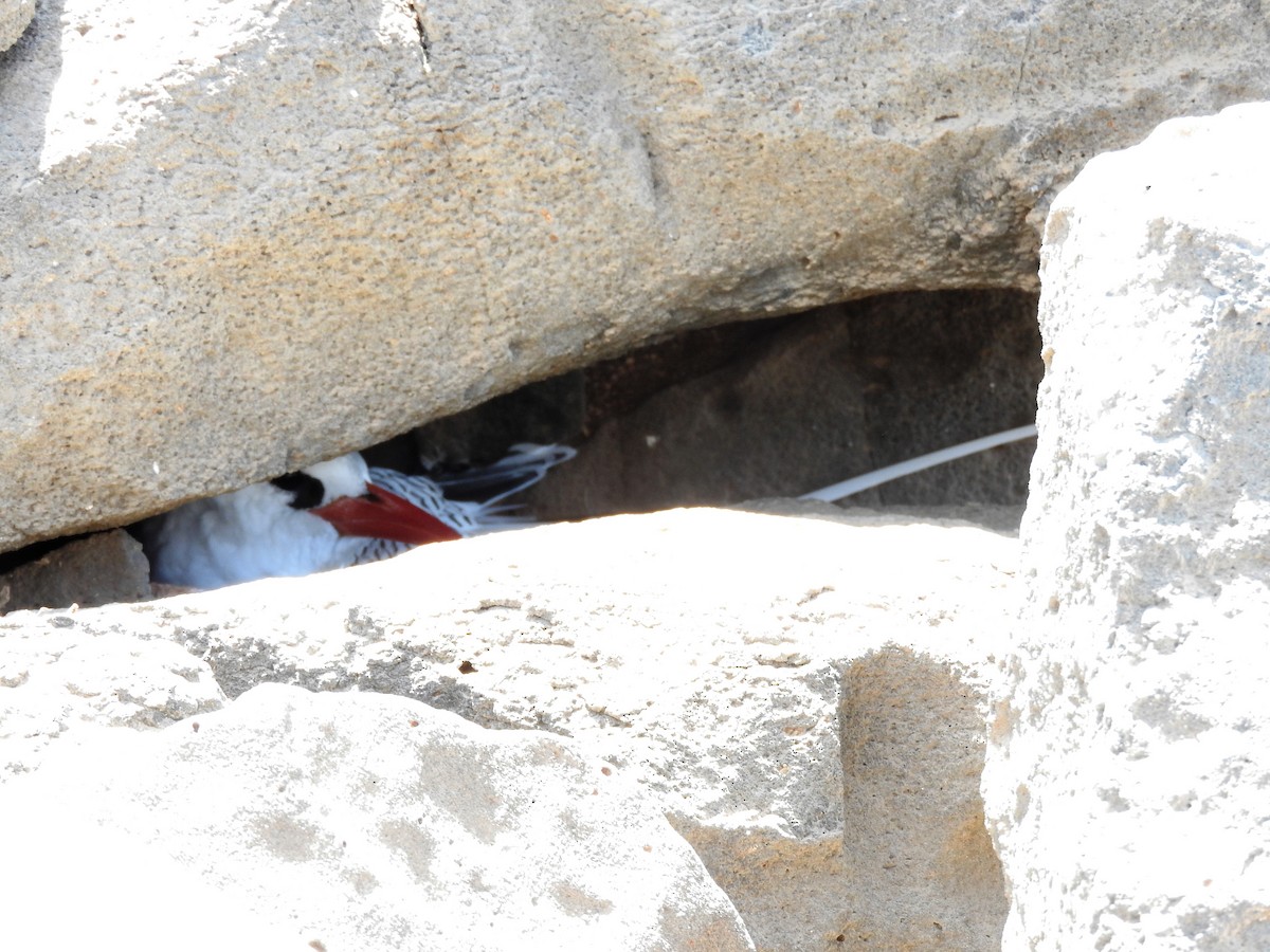 Red-billed Tropicbird - ML627865233