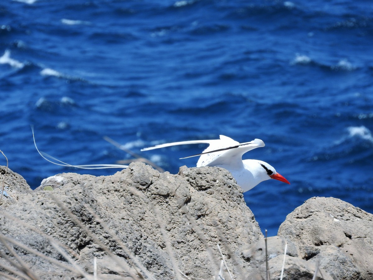 Red-billed Tropicbird - ML627865234