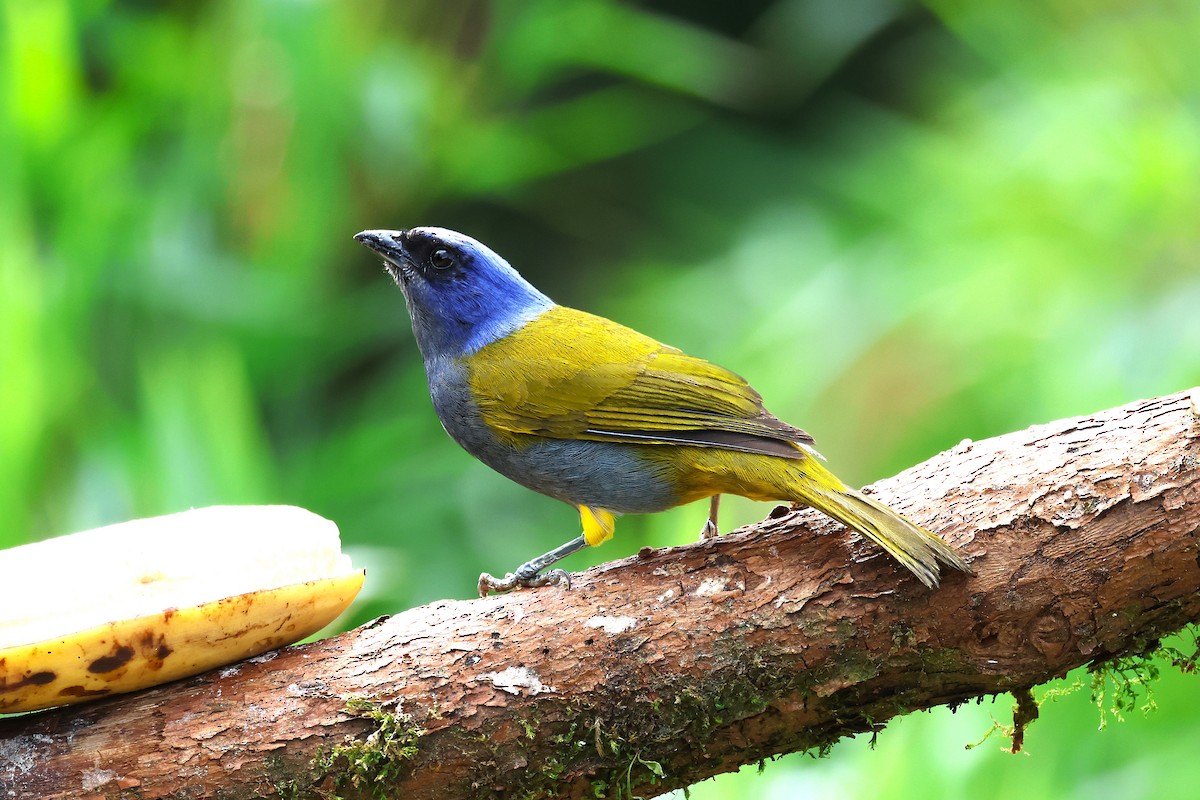 Blue-capped Tanager - ML627865237