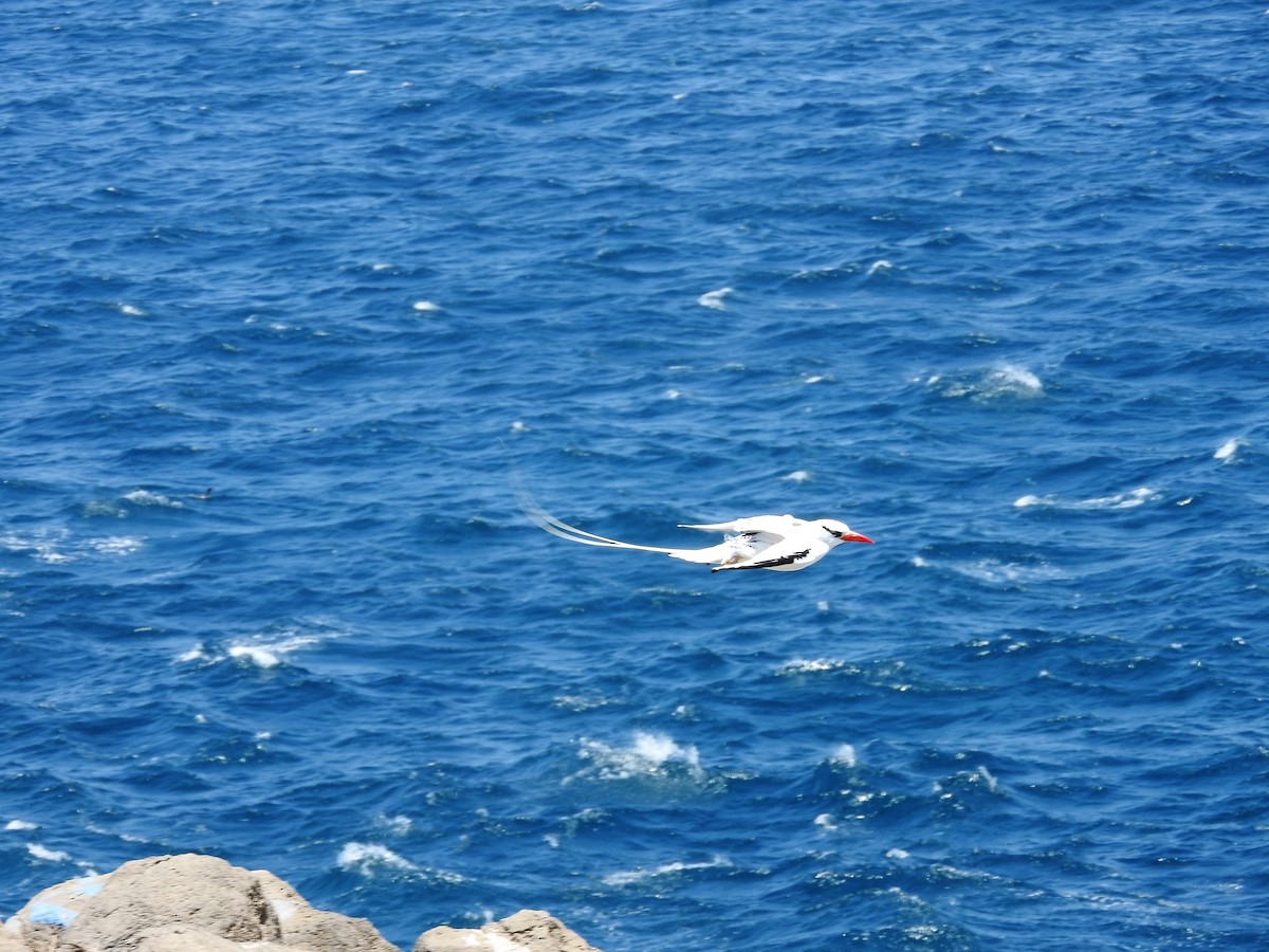 Red-billed Tropicbird - ML627865238