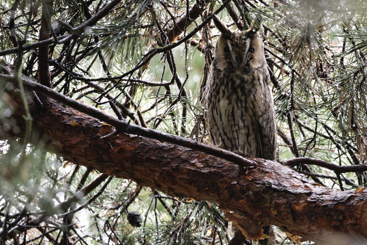 kalous ušatý - ML627865240