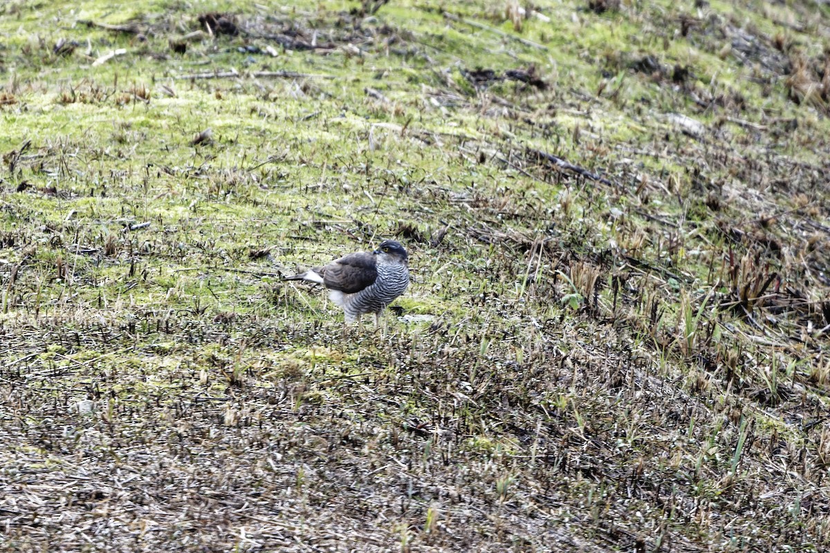 krahujec obecný - ML627865244