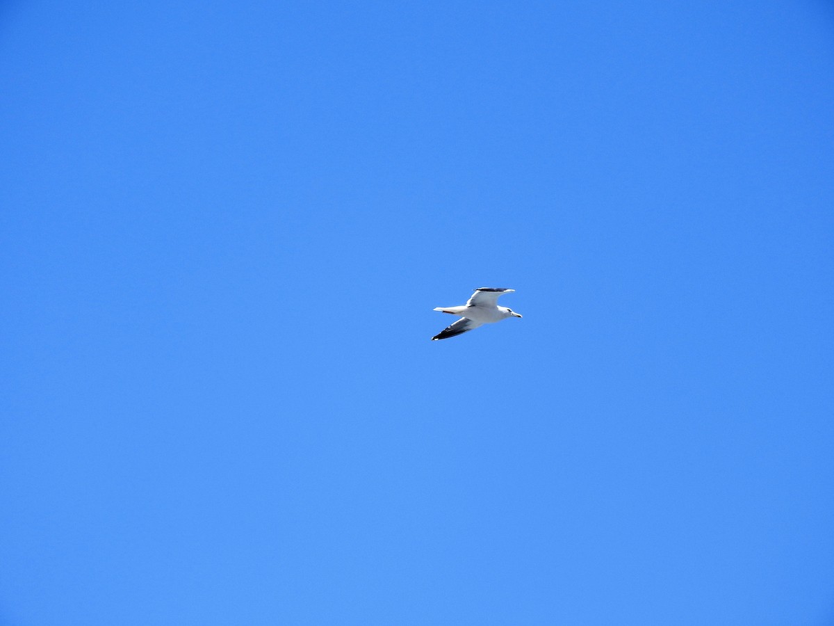 Lesser Black-backed Gull - ML627865248