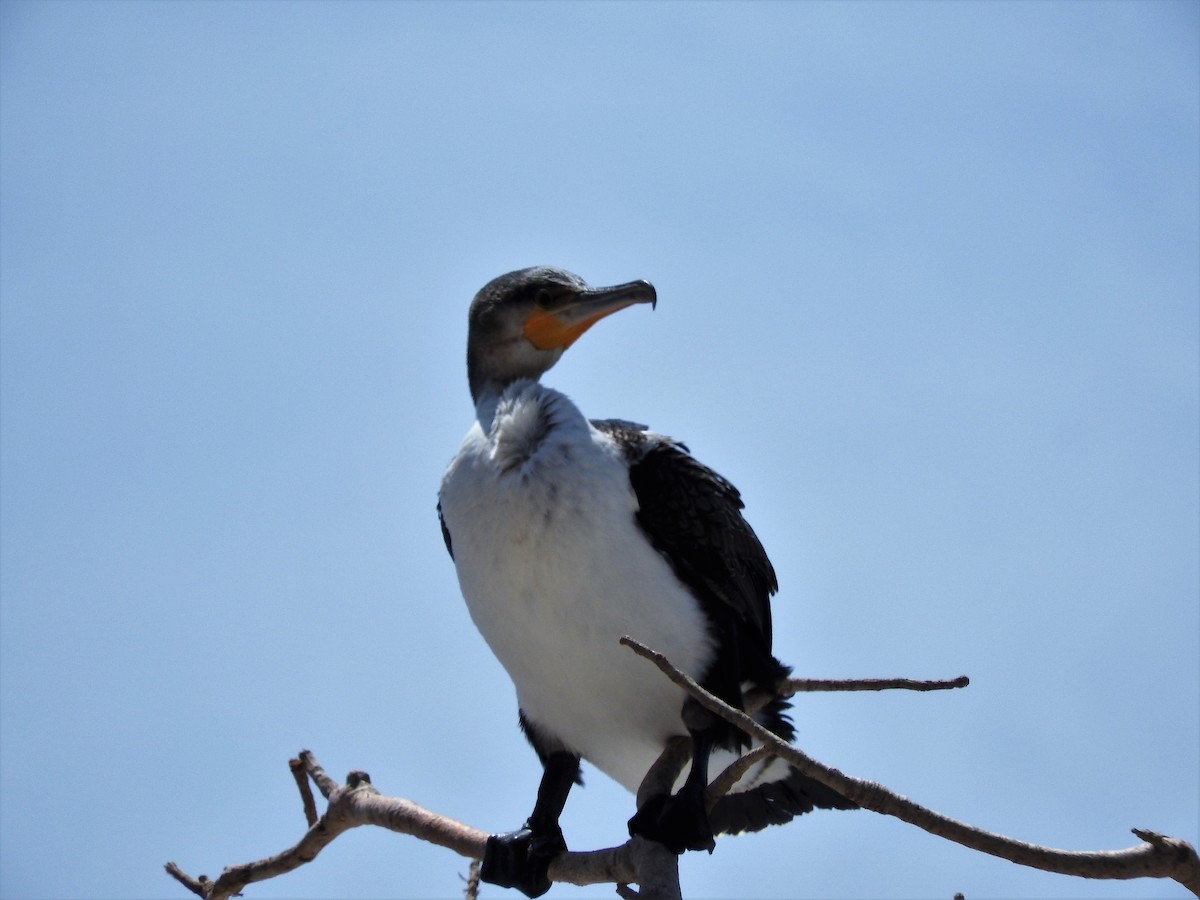 Great Cormorant - ML627865263