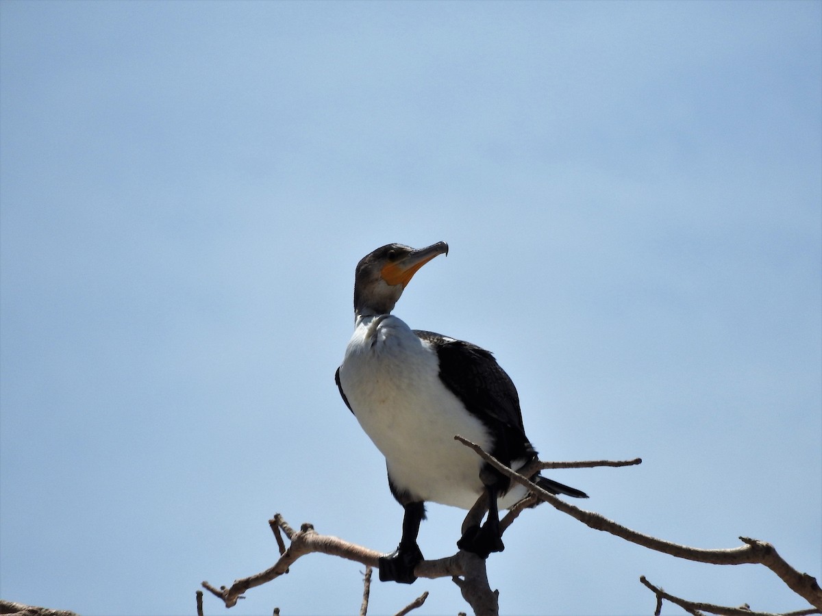 Great Cormorant - ML627865264