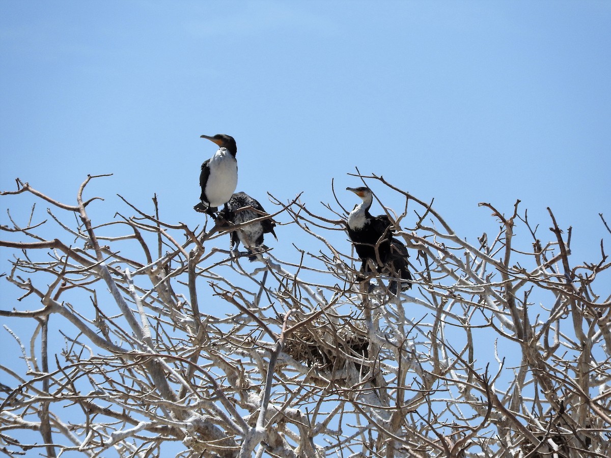 Great Cormorant - ML627865265