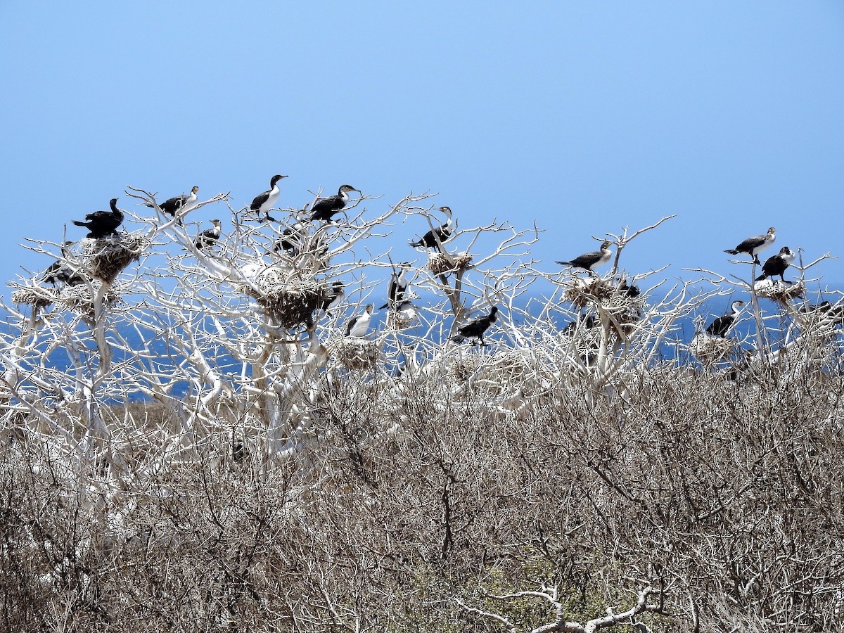 Great Cormorant - ML627865266