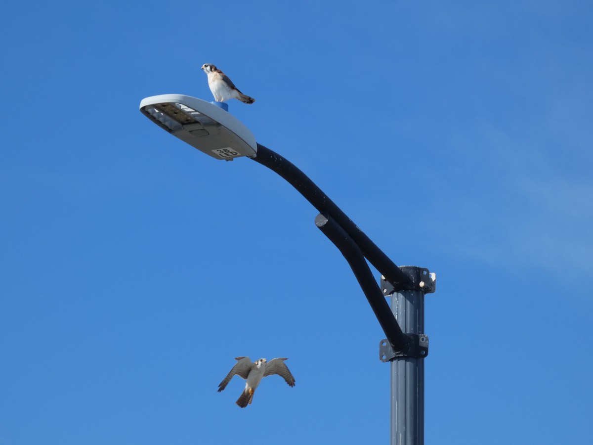 American Kestrel - ML627865294