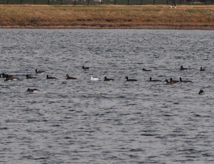 Ross's Goose - ML627865336