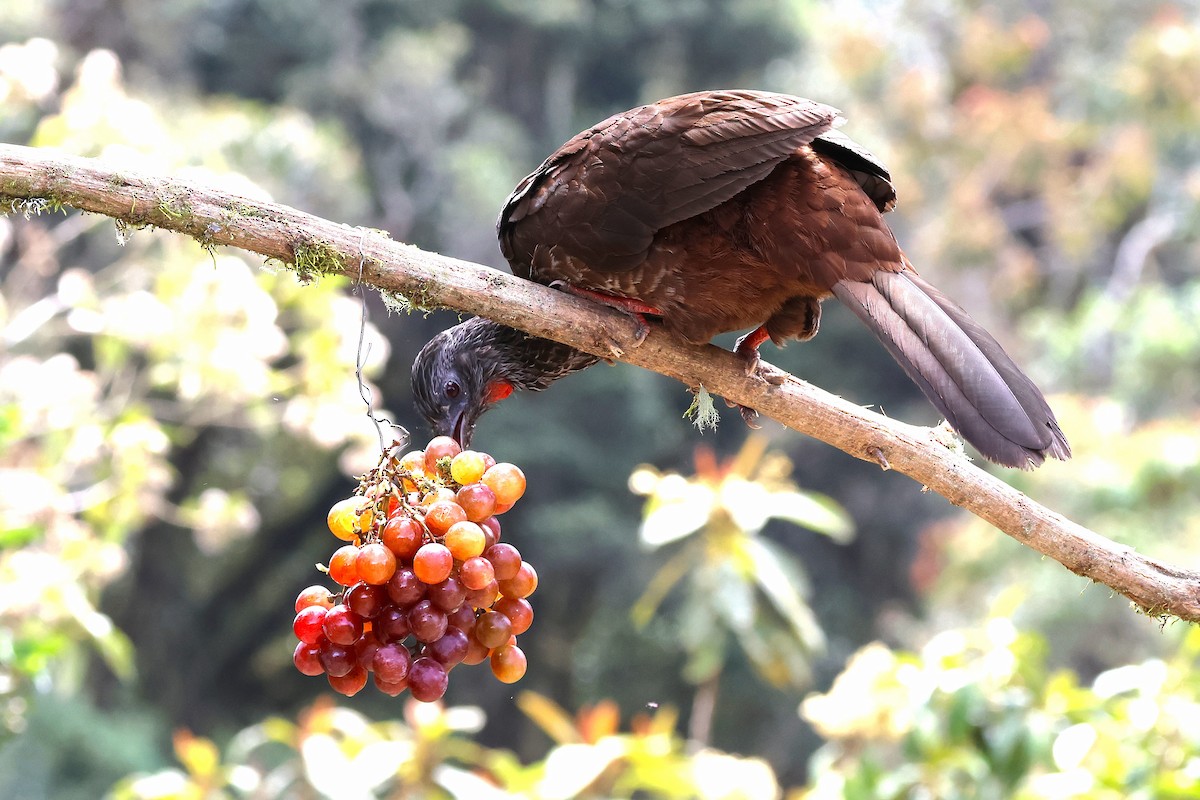 Andean Guan - ML627865361