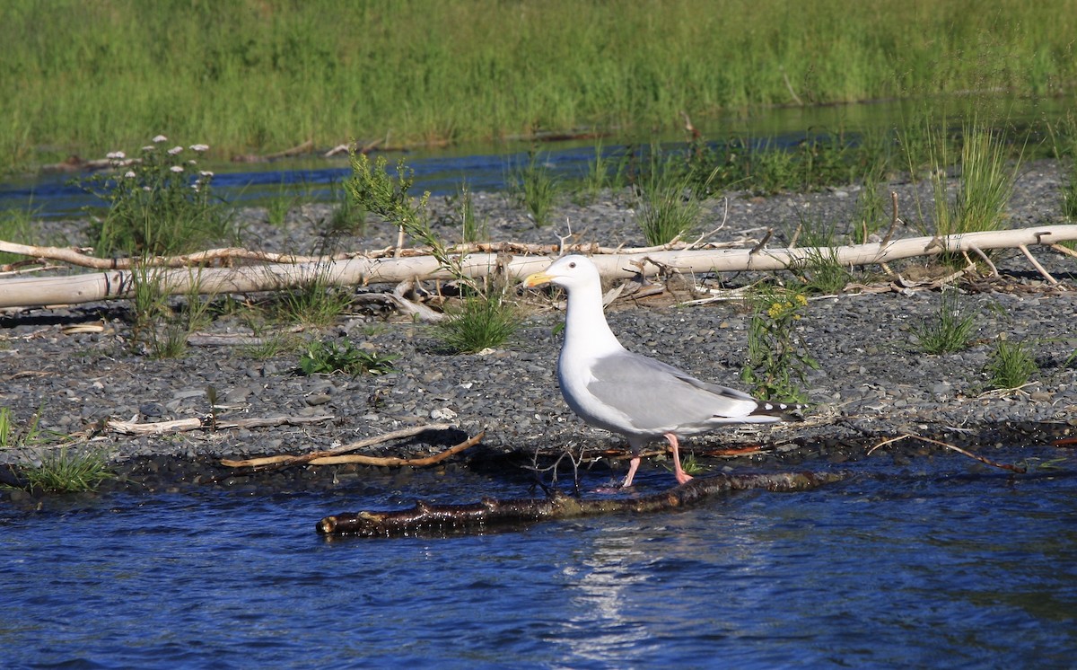 American Herring Gull - ML627865365