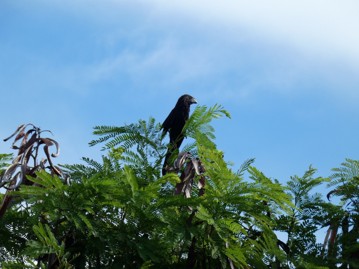 Smooth-billed Ani - ML627865367