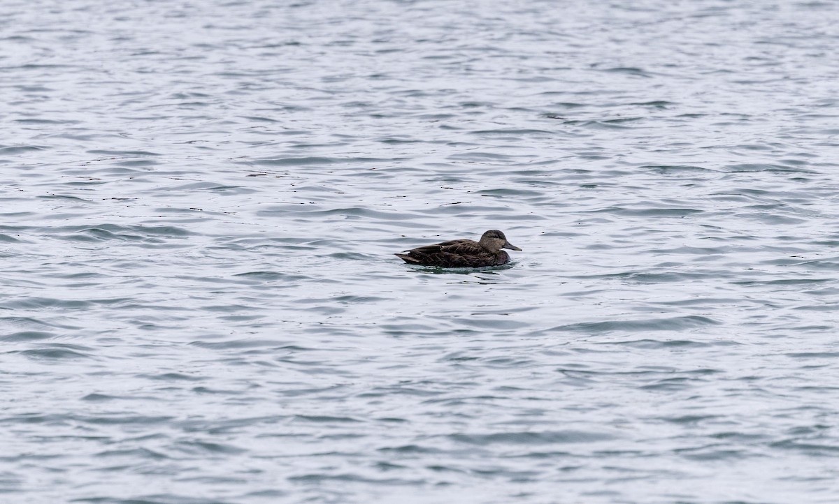 American Black Duck - ML627865407