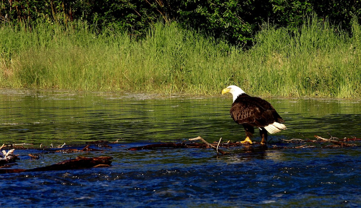 Bald Eagle - ML627865467