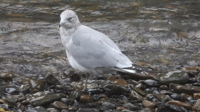 Ring-billed Gull - ML627865506