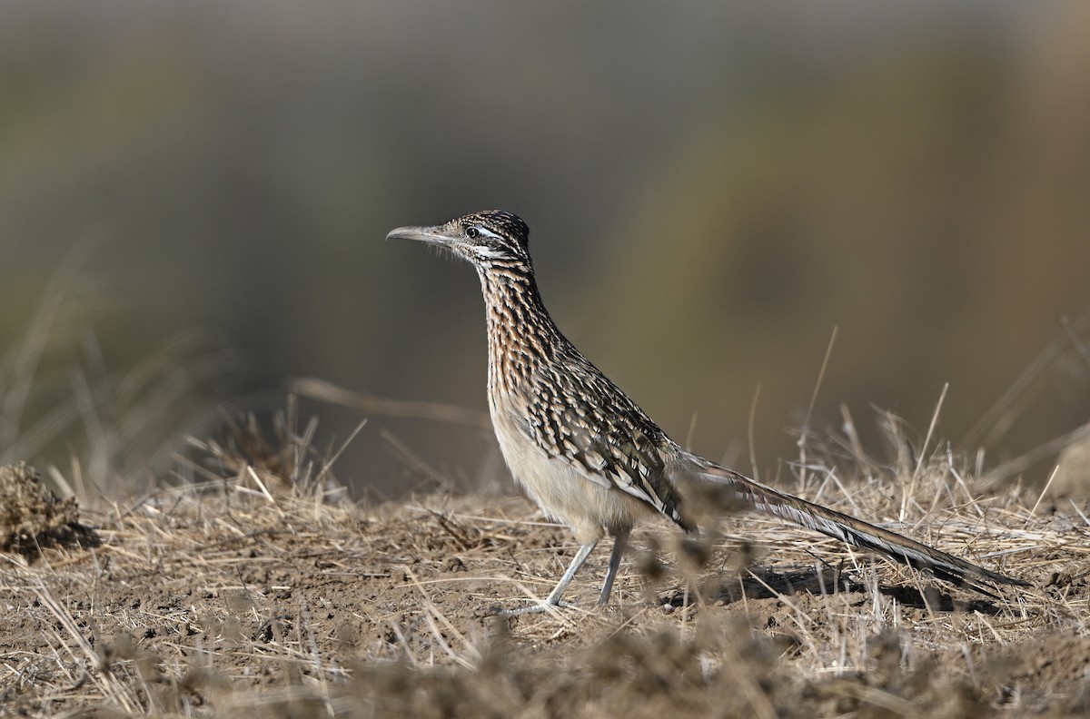 Greater Roadrunner - ML627865534