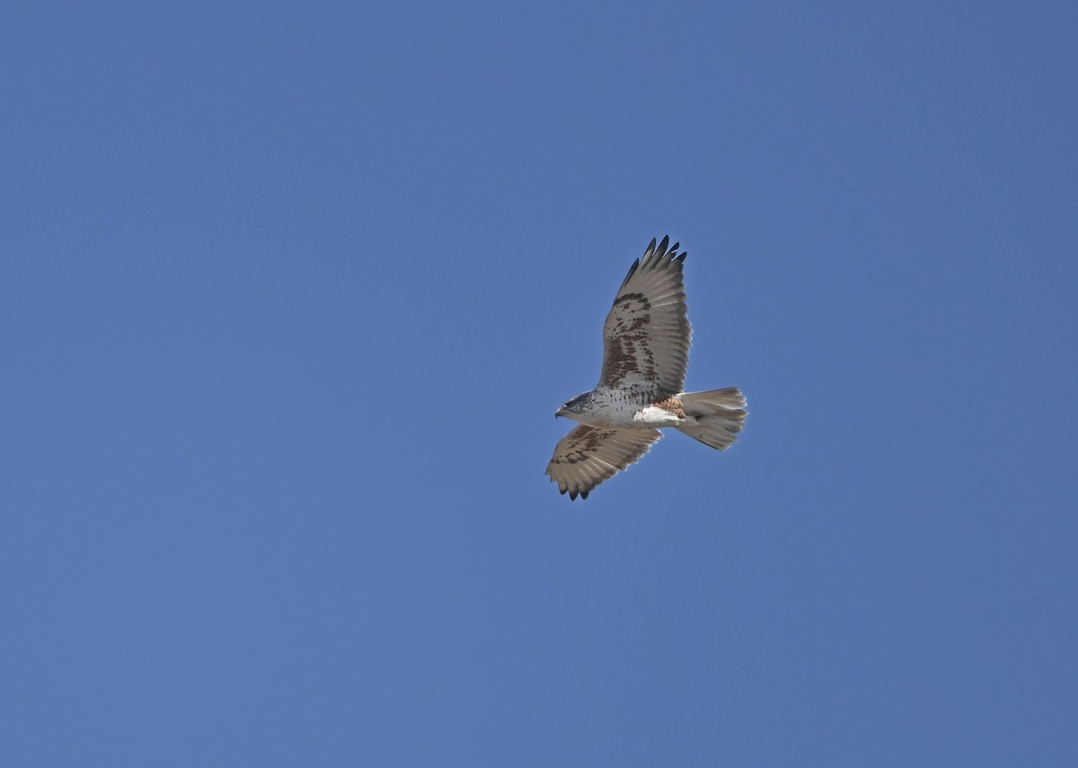 Ferruginous Hawk - ML627865573