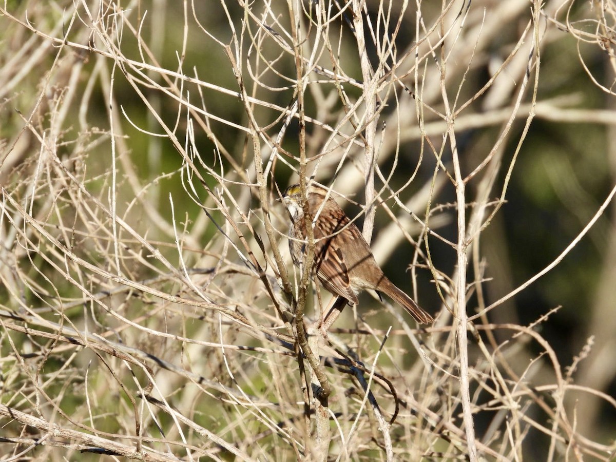 White-throated Sparrow - ML627865577