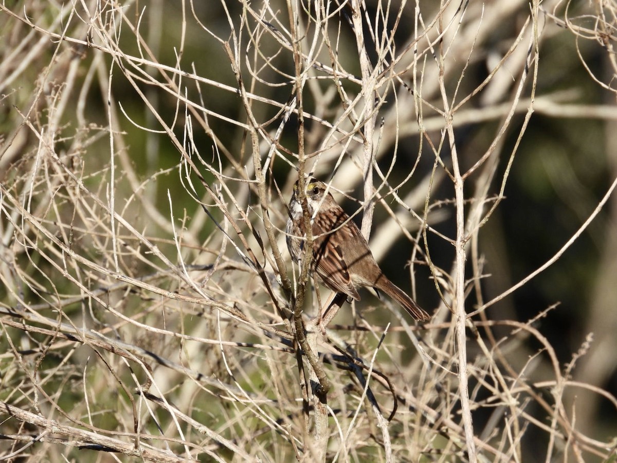 White-throated Sparrow - ML627865578