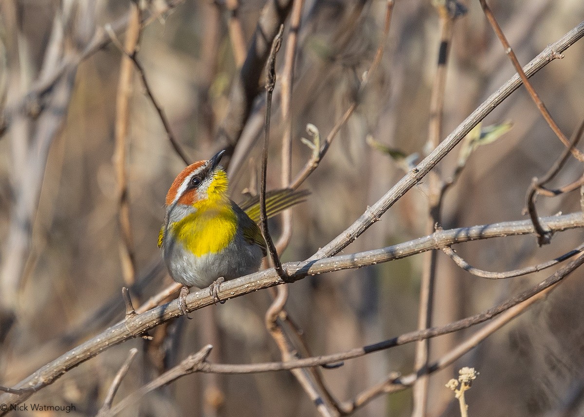 Rufous-capped Warbler (rufifrons Group) - ML627865584