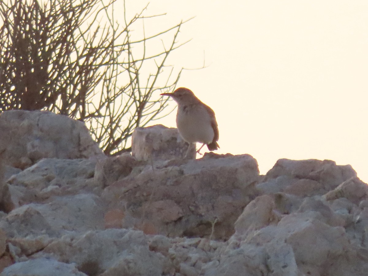 Karoo Long-billed Lark - ML627865588