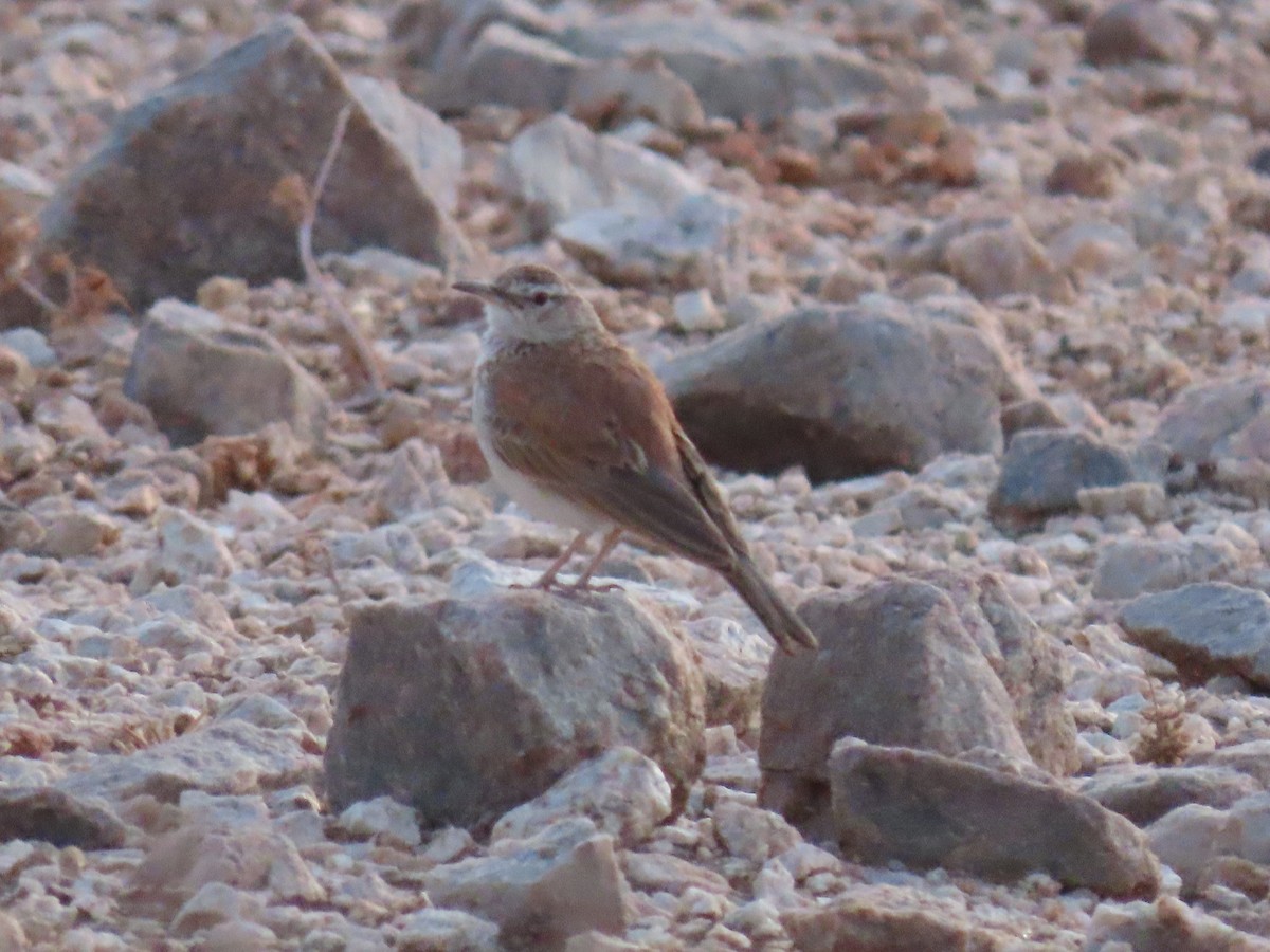 Karoo Long-billed Lark - ML627865589