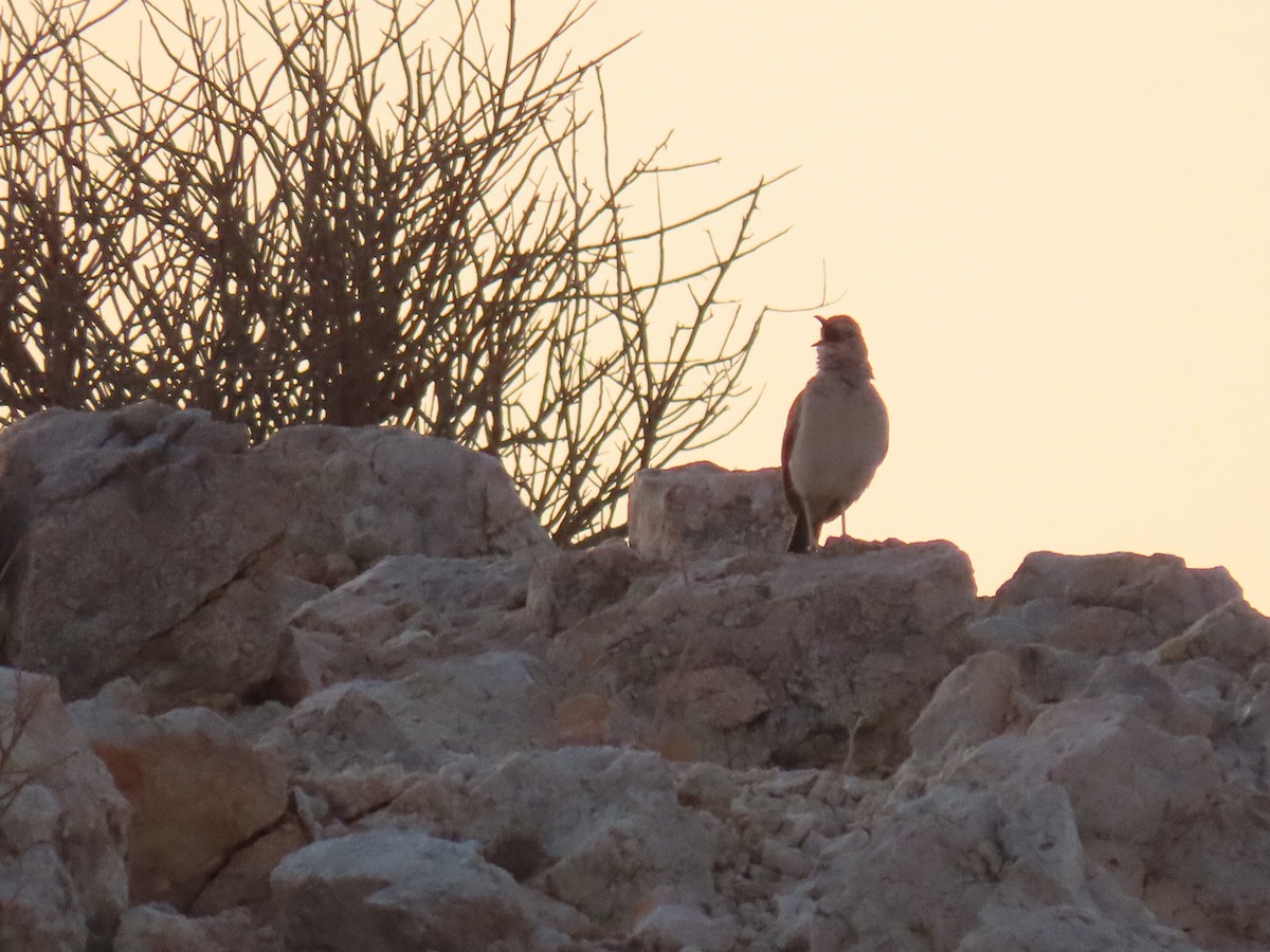 Karoo Long-billed Lark - ML627865590