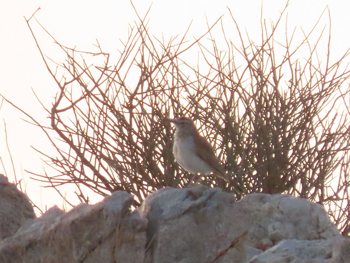 Karoo Long-billed Lark - ML627865592