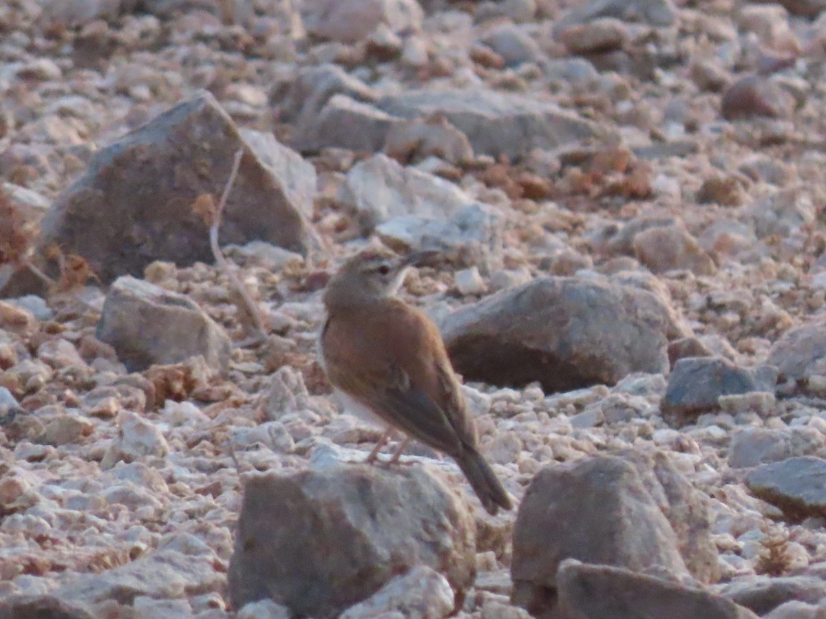 Karoo Long-billed Lark - ML627865593