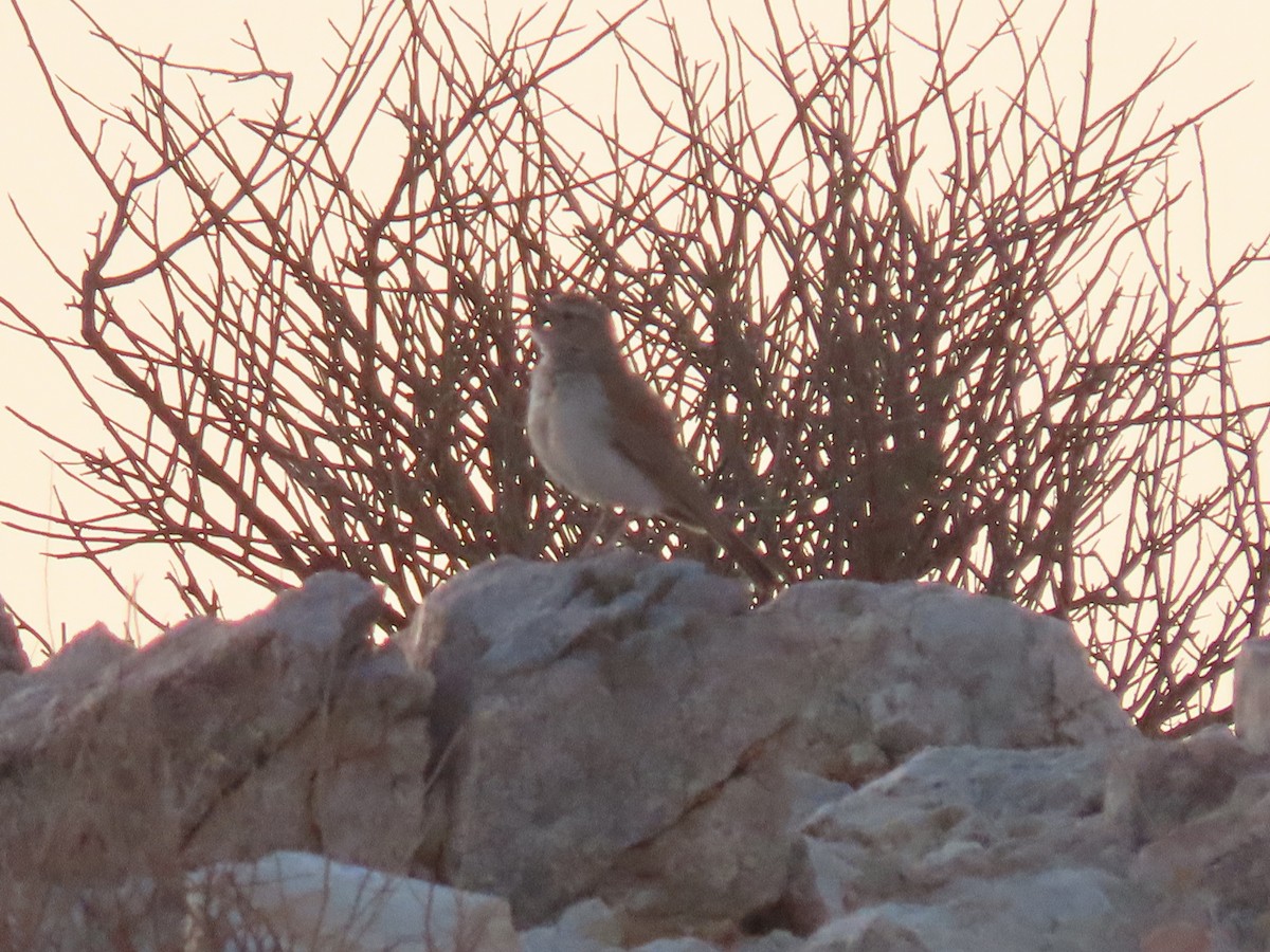 Karoo Long-billed Lark - ML627865594