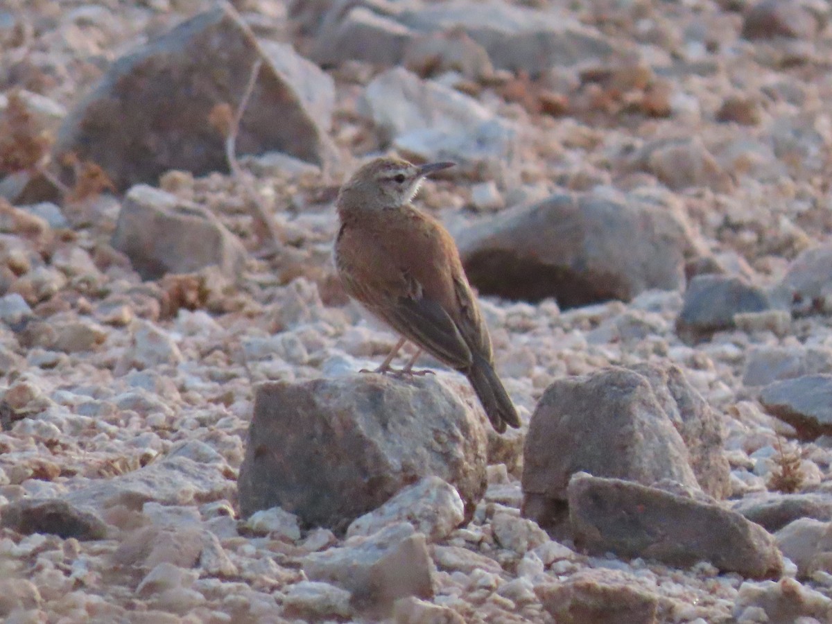 Karoo Long-billed Lark - ML627865595