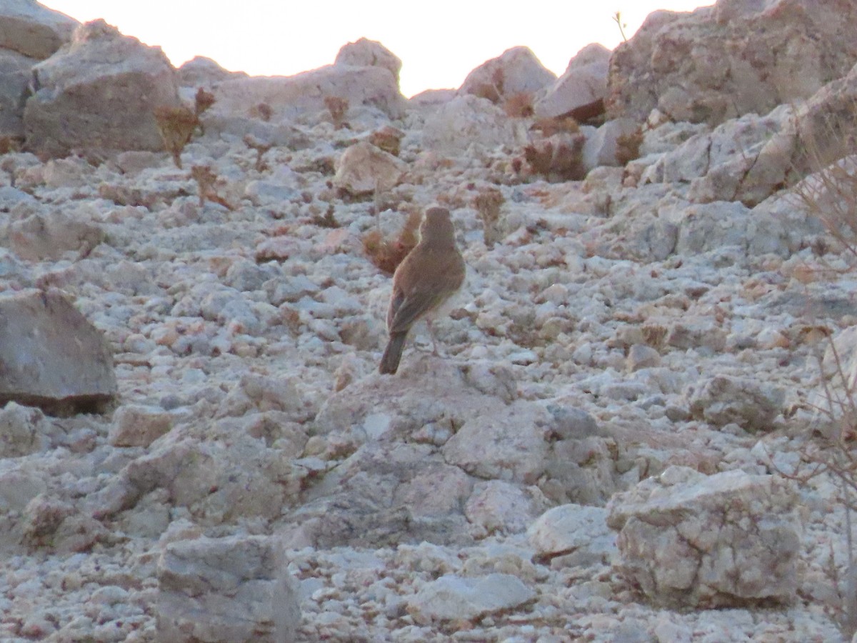 Karoo Long-billed Lark - ML627865596