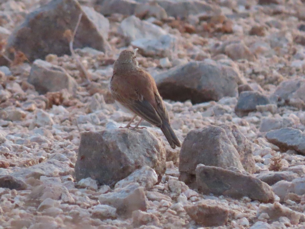 Karoo Long-billed Lark - ML627865598