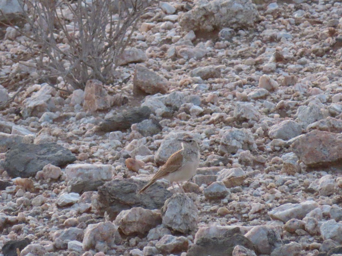 Karoo Long-billed Lark - ML627865599