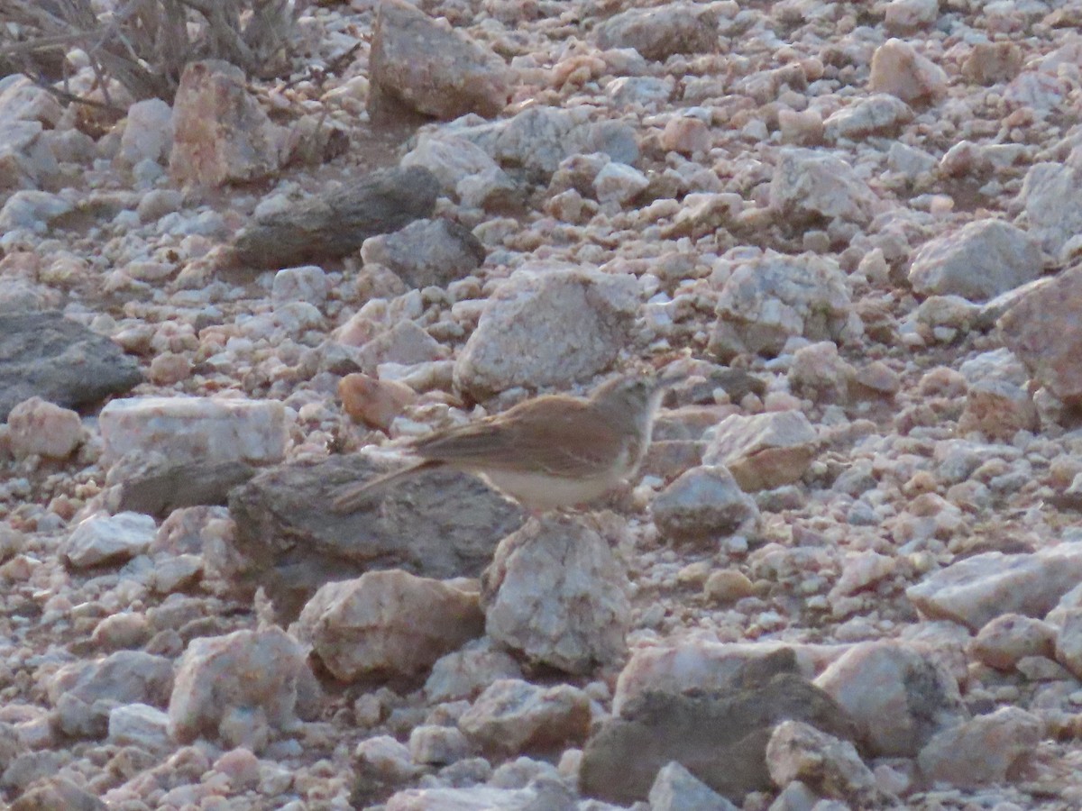 Karoo Long-billed Lark - ML627865600