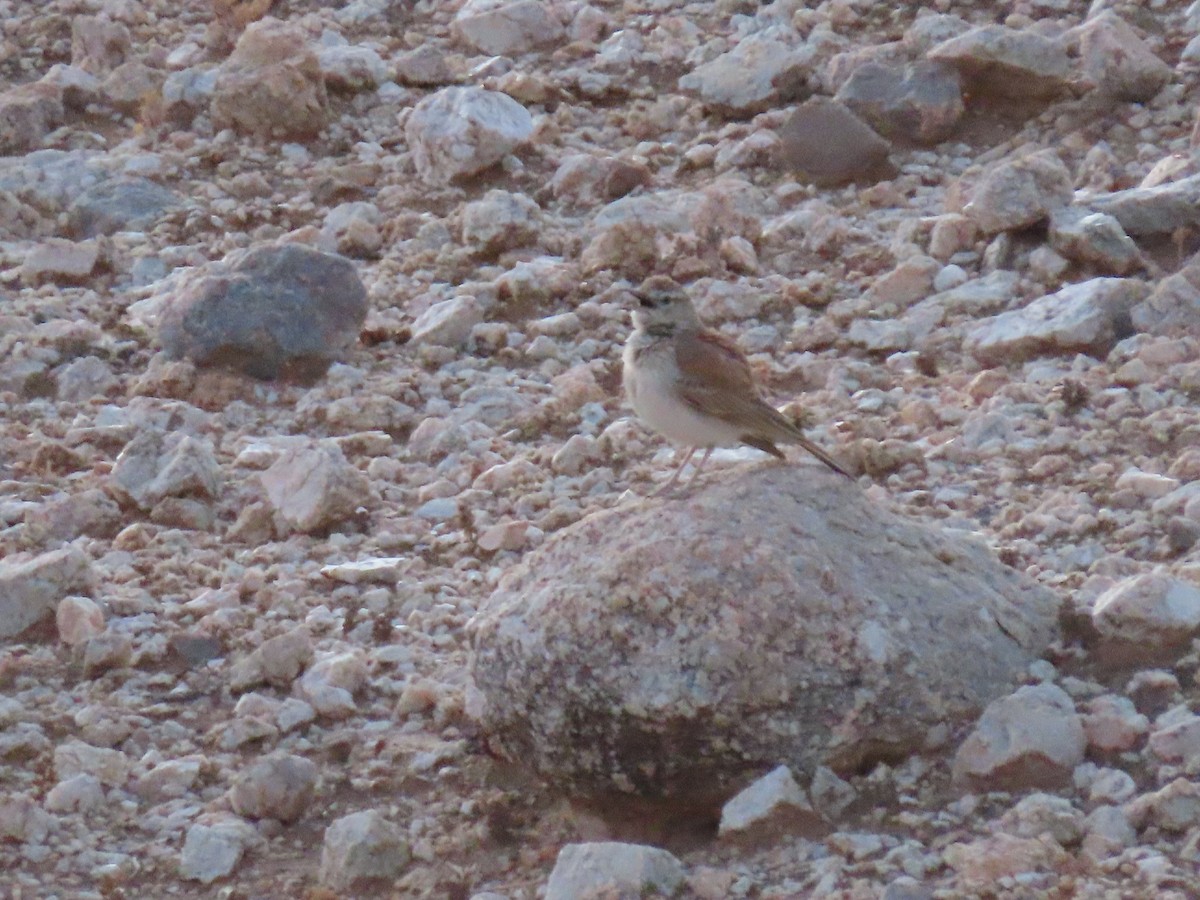 Karoo Long-billed Lark - ML627865601