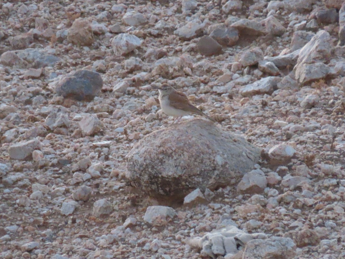 Karoo Long-billed Lark - ML627865602