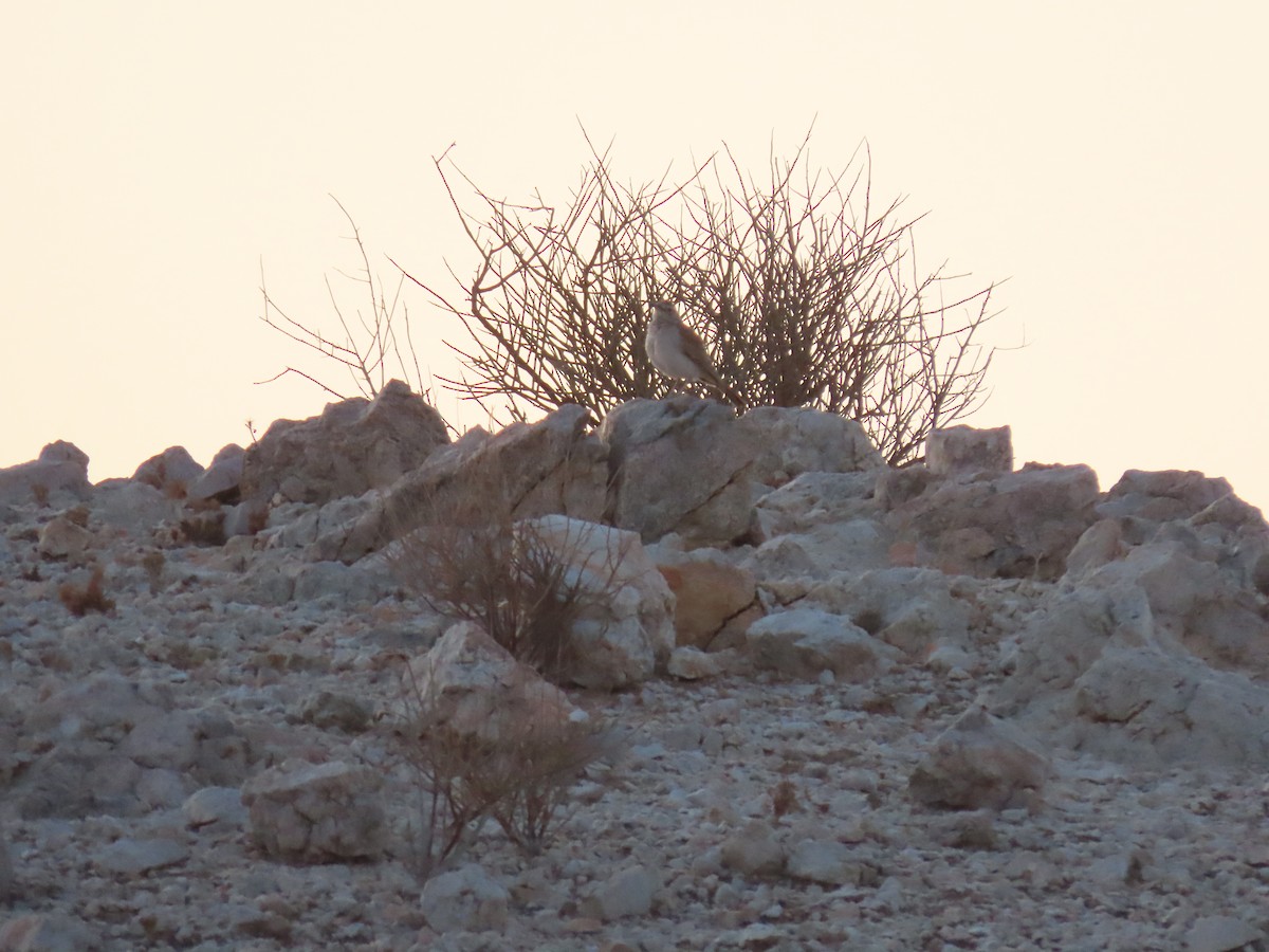 Karoo Long-billed Lark - ML627865603