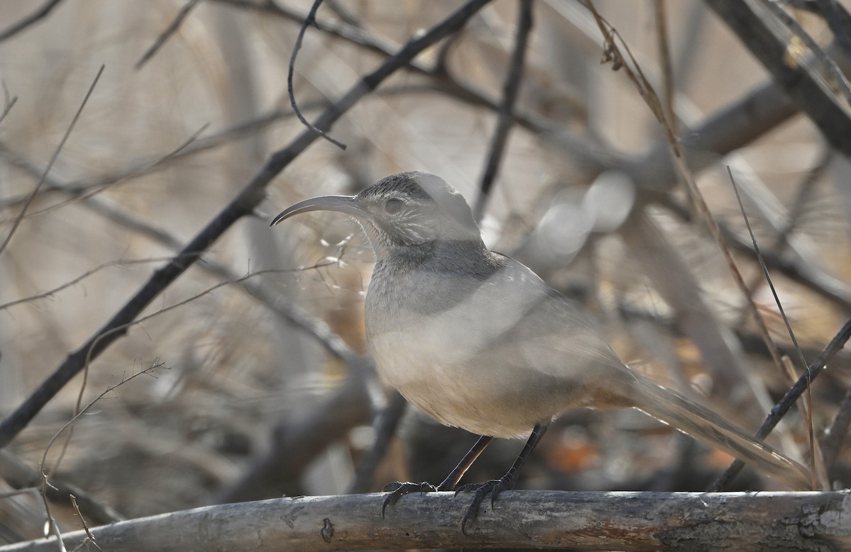 California Thrasher - ML627865614