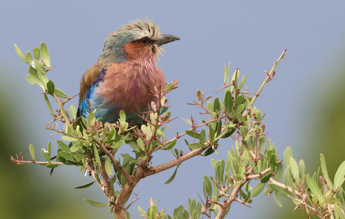 Lilac-breasted Roller - ML627865624