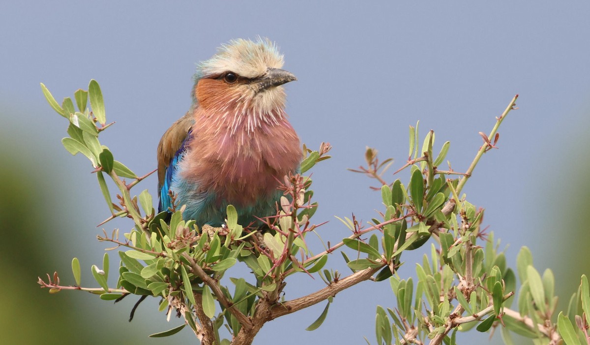 Lilac-breasted Roller - ML627865625